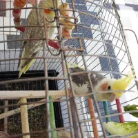 یک جفت عروس هلندی سالم و بالغ