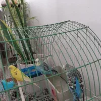 مرغ عشق جفت