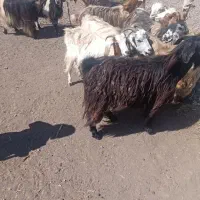 بز جوان یک دندون برای نگهداری خوب|حیوانات مزرعه|اهر, |دیوار