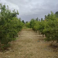 زمین باغ 300مترسنددارامتیازآب فنس کشی آماده|فروش زمین و ملک کلنگی|گرگان, |دیوار