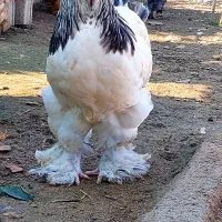 تخم نطفه دار برهما|حیوانات مزرعه|قائم‌شهر, |دیوار