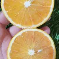 میوه کاملا ارگانیک با بهترین کیفیت