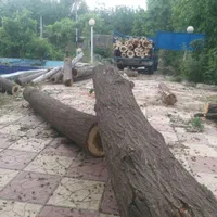 خریدارچوب درخت|خدمات باغبانی و درختکاری|خرمآباد, |دیوار