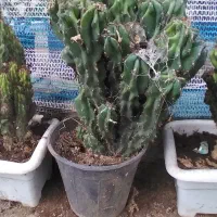 گل کاکتوس صخره ایی سالم|گل و گیاه طبیعی|گوراب زرمیخ, |دیوار