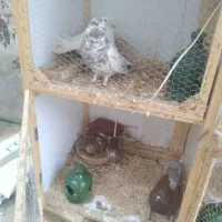 فروش کبوتر|پرنده|رشت, دیانتی|دیوار