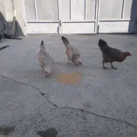 ۳ عدد مرغ جوان