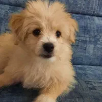 واگزاری رایگان سگ میکس|سگ|فریدونشهر, |دیوار