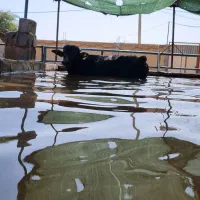 ۲۰ راس  گوساله گاومیش  پرواری