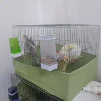 فروش عروس خانگی کاملا دست باز