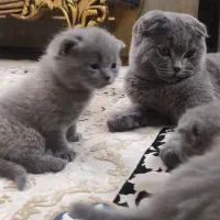 گربه اسکاتیش بلو فولد