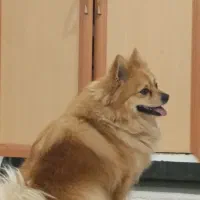 سگ پامر روباهی