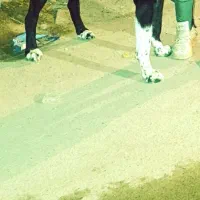 واگذاری سگ