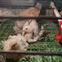 جوجه برهما|حیوانات مزرعه|بابل, |دیوار