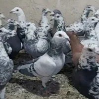 کبوتر|پرنده|شیراز, کوزه گری|دیوار