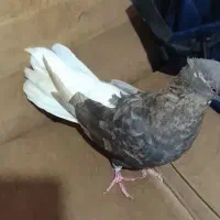 کبوتر|پرنده|تهران, اسکندری|دیوار