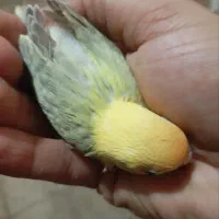 طوطی برزیلی خاص|پرنده|کاشان, شهرک امیرالمومنین|دیوار