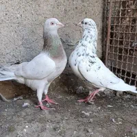 سارسرور جفتگاه .کشکیلک . تهرانی.پرشی.