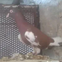 کبوتر ...دورگ زیبا نقش