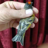 گلبسر نر زعفرانی|پرنده|مشهد, انصار|دیوار