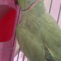 طوطی ملنگو نر