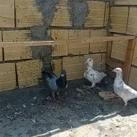 کبوتر نامبر