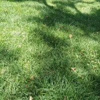 فروش یک قطعه زمین در کوپر