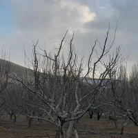 هرس‌وپیوندjavadalizade1913