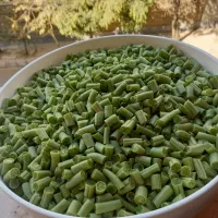 لوبیا سبز ترد و تازه