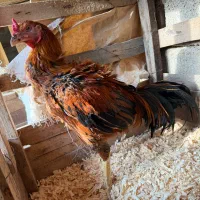 خروس لاری|حیوانات مزرعه|رامیان, |دیوار