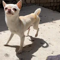 شیواوا اپل هد نر برای جفت