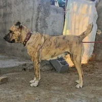 ماده رخ|سگ|کبودرآهنگ, |دیوار