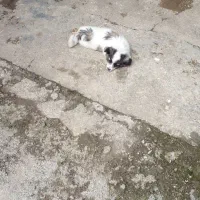 سگ پاکوتاه توله