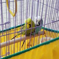 یک جفت مرغ عشق انگلیسی گرید بالا|پرنده|بیجار, |دیوار