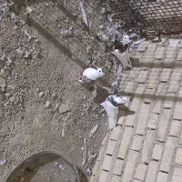 کبوتر