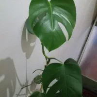 گل انجیری و قاشقی تعویض با ظرف گلسرخی|گل و گیاه طبیعی|کرمانشاه, |دیوار