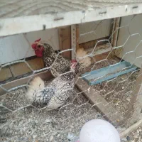 مرغ و خروس سبرایت سروستان