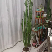 گل گیاه در خانه پرورش یافته