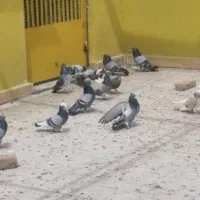 ۸۰تا کبوتر سبز و ابلغ نر و ماده پرشی جفتی ۲۲۰۰یکجا