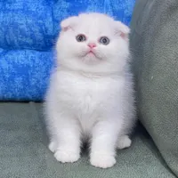 گربه های نژاد دار irancats