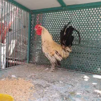 خروس چینی و فر