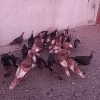 فروش بوقلمو (بوق)|حیوانات مزرعه|بیستون, |دیوار