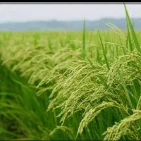 پیش فروش برنج چمپا