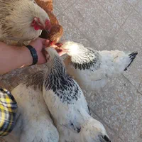 تخم مرغ نطفه دار برهما|پرنده|اندیشه, اندیشه فاز ۵|دیوار