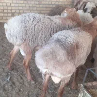 شیشک چینی و بره ماده سبک بزغاله بره چاق ۴میش تخم|حیوانات مزرعه|سده (خراسان جنوبی), |دیوار