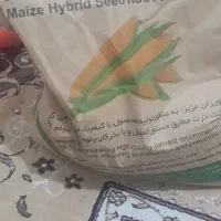 ذرت مغان ۷۰۴
