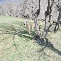 سگ پژدر