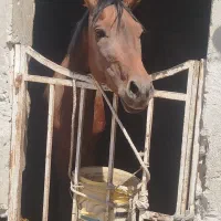 فروش سه اسب خوب قیمت مناسب