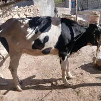 گاو داشتی شماره تماس +