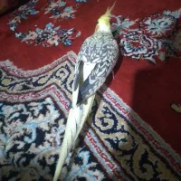 عروس هلندی جفت|پرنده|هندیجان, |دیوار
