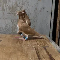 شهری.خوشرنگ زرد|پرنده|شیراز, برمشور علیا|دیوار